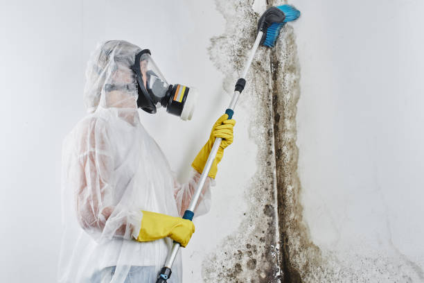 Best Residential Mold Removal  in South Cleveland, TN