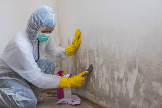 Attic Mold Removal in South Cleveland, TN