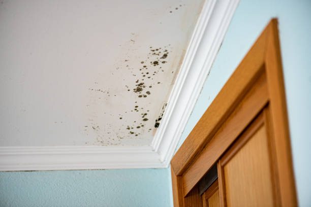 Best Crawl Space Mold Removal  in South Cleveland, TN