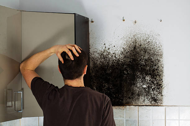 Best Mold Damage Repair  in South Cleveland, TN