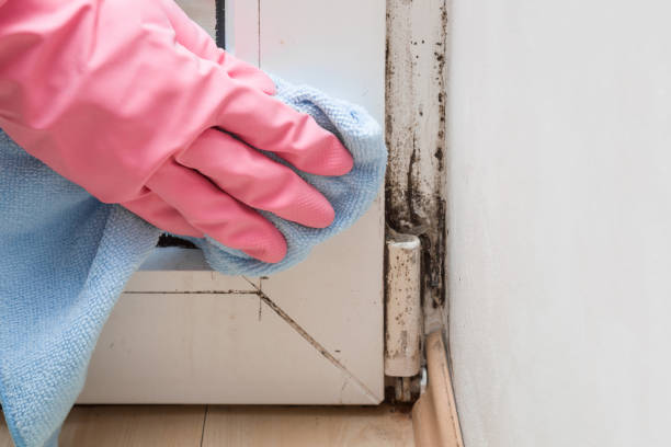 Best Residential Mold Removal  in South Cleveland, TN